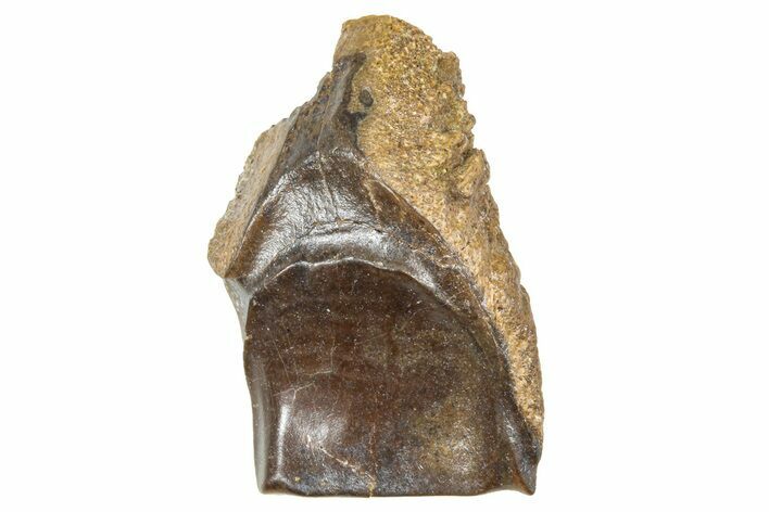 Fossil Triceratops Shed Tooth - Wyoming #376854